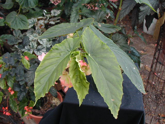 B. ‘Watawegot’